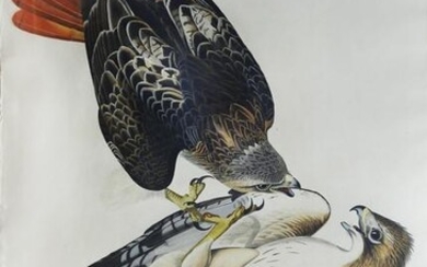 Audubon, Red Tailed Hawk, Plate 51