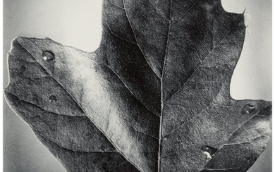 Berenice Abbott (American, 1898-1991) Leaf, Supe