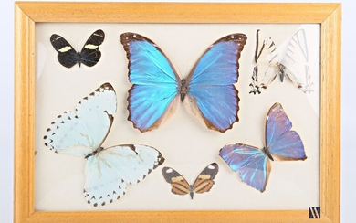 Cadre entomologique contenant six lépidoptères... - Lot 3 - Vasari Auction