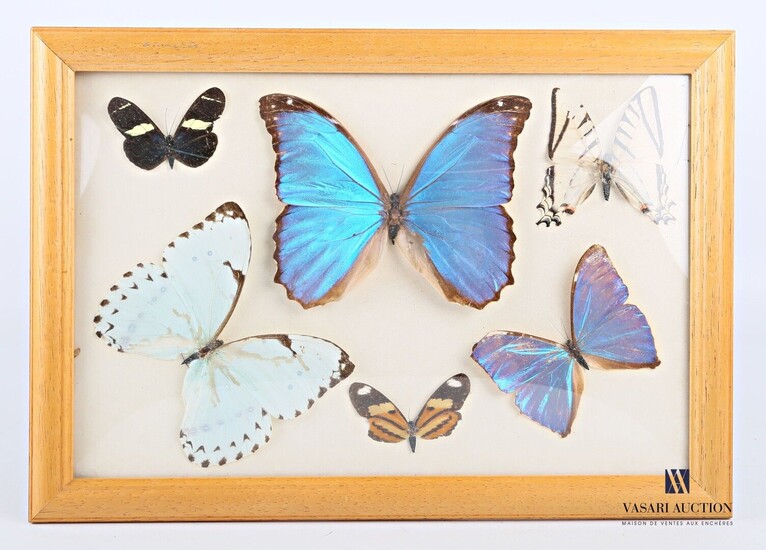 Cadre entomologique contenant six lépidoptères... - Lot 3 - Vasari Auction