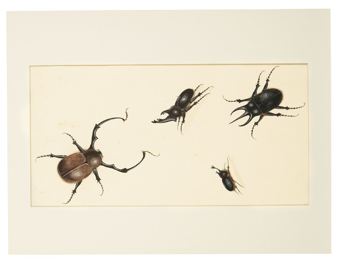 ÉCOLE HOLLANDAISE DU XVIIIE SIÈCLE, Un scarabée rhinocéros et trois autres scarabées