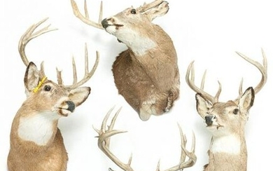 FOUR WHITE TAIL DEER TAXIDERMY SHOULDER MOUNTS.
