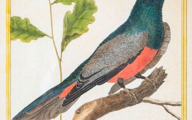 François-Nicolas MARTINET (1731 - 1804), d'après, suite de 12 gravures rehaussées représentant des oiseaux exotiques,...