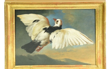 Giovanni Agostino Cassana (1658 - 1720) COLOMBA olio su tela, cm 34x44