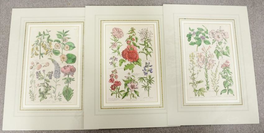 Group of five botanical colored engravings, John W.