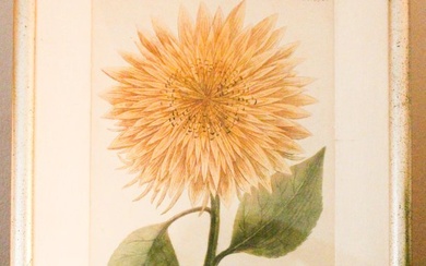 Johann Weinmann Phytanthoza Iconographia Botanical Prints, 1737 N 372