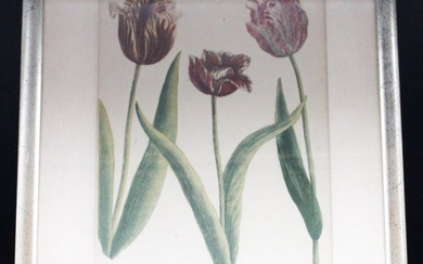 Johann Weinmann Phytanthoza Iconographia Botanical Prints, 1737 N 988