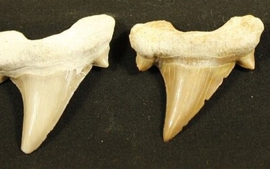 Lot de 4 dents de requin Lamna. L :5cm - Lot 3 - FEE - Stanislas Machoïr