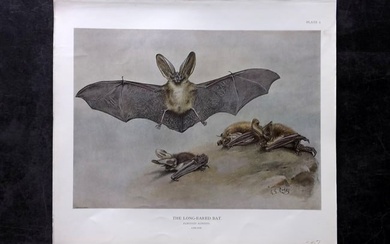 Millais, John 1904 Rare Folio Print. Bat - Long Eared