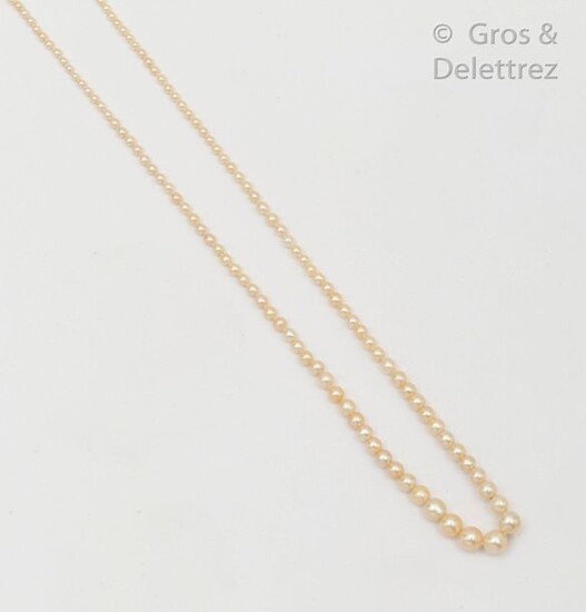 Necklace composed of a fall of probably fine pearls. Diameter of the pearls: 6mm to 2mm. Clasp ratchet ball clasp in yellow gold gadrooned. Length: 46cm. Gross weight: 6.7g.