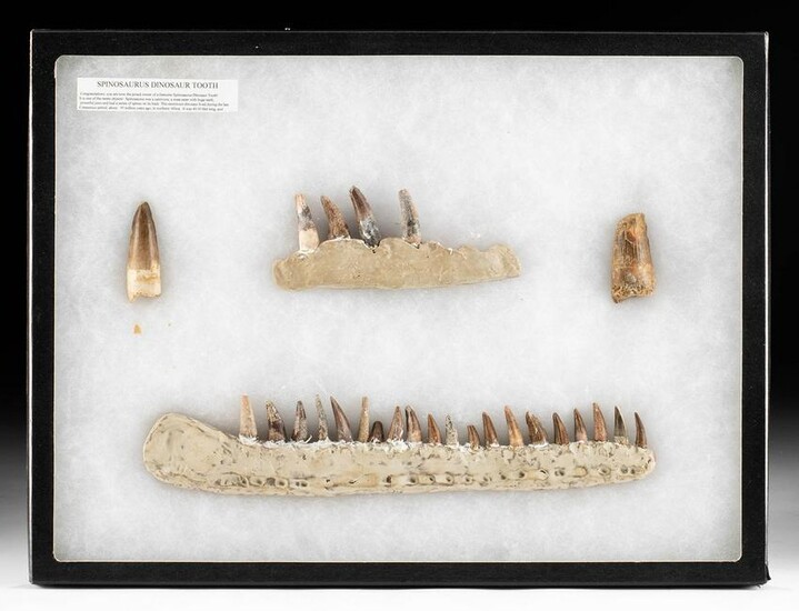 North African Spinosaurus Tooth Assortment
