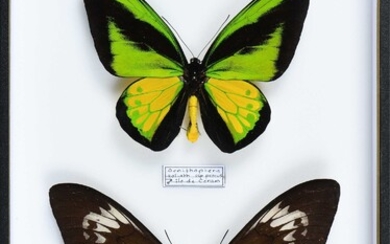 Ornithoptera goliath procus couple de Céram Indonésie Cites annexe II B