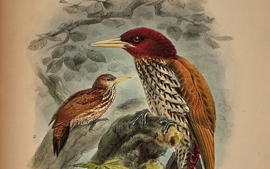 Philippine birds, with plates by Keulemans