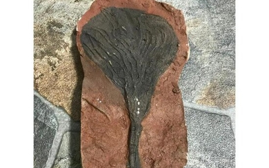 Rare Perhistoric Crinoid Fossil