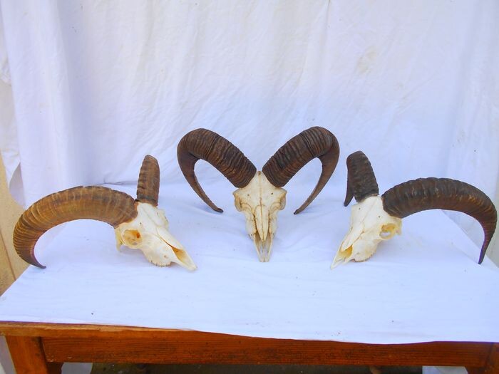 Set of large Mouflon Skulls - - Ovis aries musimon - 25×110×38 cm - 3