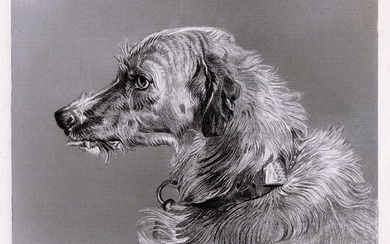 Sir Edwin Henry Landseer Head of a Deerhound (Hafed) 1878 engraving