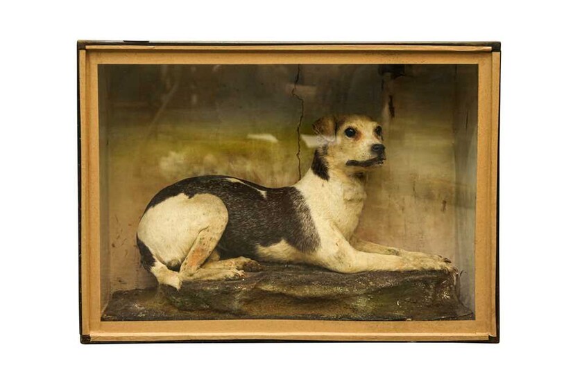 TAXIDERMY: A VICTORIAN TERRIER DOG IN DISPLAY CASE
