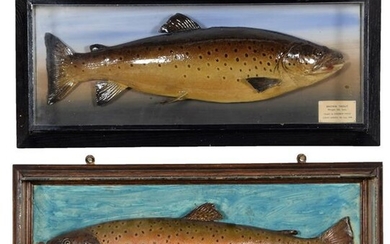 Taxidermy: A Cased Brown Trout (Salmo trutta), dated 09th July...