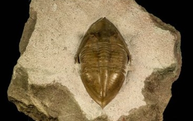 Trilobite - Top Rare Megistaspidella triangularis