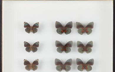 Un lot réunissant deux boites à insectes composé de : Sana imperialis (2 mâles, 1...