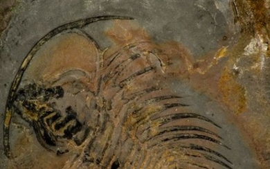 Unique Museum Grade Gabriellus kierorum Lower Cambrian Trilobite - Canada