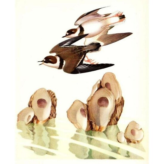 Vintage Menaboni Bird Picture â€“ Semipalmated Plover