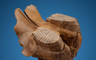 Woolly Mammoth Jaw Section with Teeth Mammuthus primigenius Pleistocene...