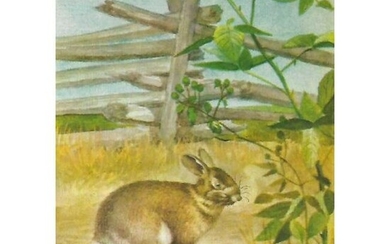 1920's Cottontail Rabbit Color Lithograph Print