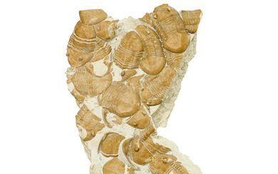 Natural Assemblage of Oklahoma Trilobites