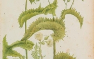 A Group of Six Hand-Colored Botanical Engravings from