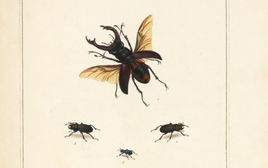 Martyn | The English Entomologist, 1792