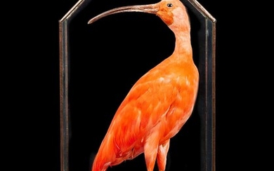 A TAXIDERMY SCARLET IBIS IN LEADED GLASS CASE (EUDOCIMUS RUBER)
