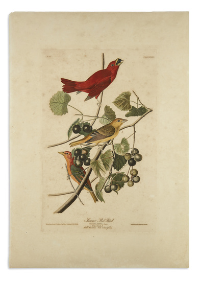 AUDUBON, JOHN JAMES. Summer Red Bird. Plate XLIV. Hand-colored aquatint and engraved plate...