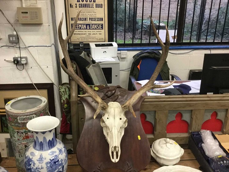 Antlers mounted on board