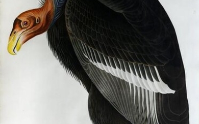 Audubon Aquatint, California Vulture