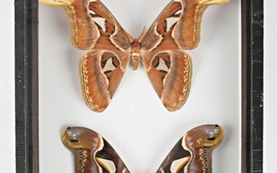 Boite entomologique présentant un couple... - Lot 30 - Vasari Auction