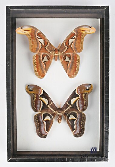 Boite entomologique présentant un couple... - Lot 30 - Vasari Auction