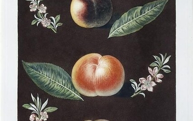 Brookshaw, Peaches, Plate 33