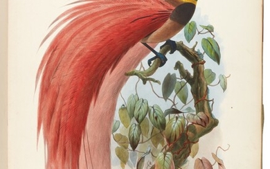ELLIOT, D.G.| A Monograph of the Paradiseidae, or Birds of Paradise, New York 1873, folio, 36 plates