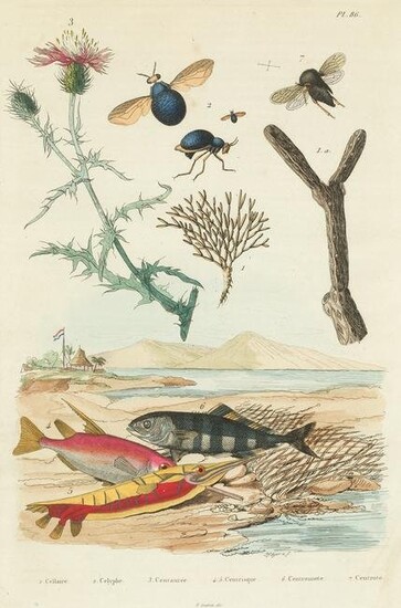 FELIX EDOUARD GUERIN-MENNEVILLE (1799 / 1874) "Flora