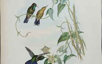 Gould - Violet Tail Hummingbird (Metallura Smaragdinicollis)