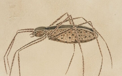 SPIES Walter (Moscou 1895-vers Ceylan 1942) Etude d'insecte Dessin à l'encre de Chine et aquarelle,...