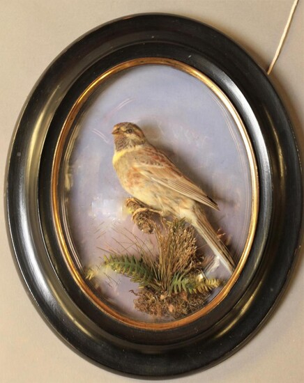 Taxidermy: A Late Victorian Oval Wall Domed Cirl Bunting (Emberiza...