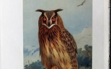 Thorburn, Archibald 1926 Vintage Bird Print. Short Eared Owl
