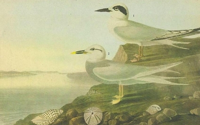 c1946 Audubon Print, #409 Forster's & Trudeau's Terns