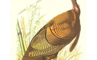 c.1950 Audubon Print, Wild Turkey