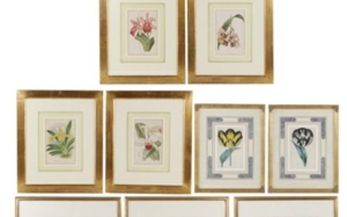 A collection of eleven botanical prints