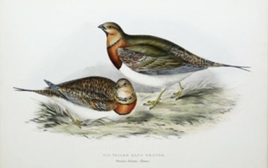 John Gould Lithograph Pin-Tailed Sand Grouse