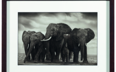NICK BRANDT (B. 1966), Elephant Five, Amboseli, 2008