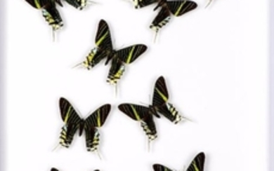 Sublime envolée de dix papillons Uranias Leilus...